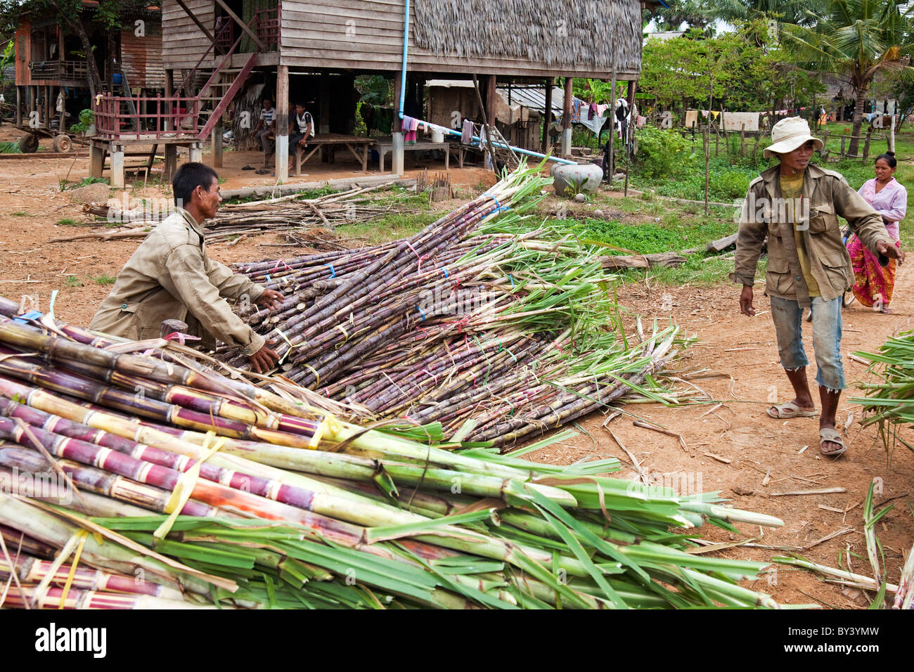 Cambodia agriculture hires stock photography and images Alamy