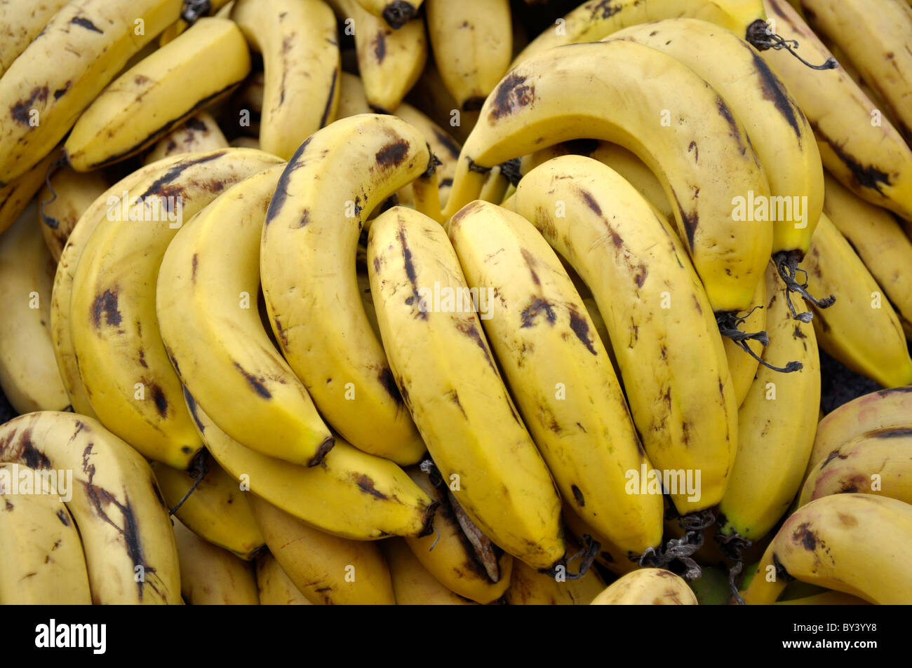 ripe bananas,reife Bananen, Stock Photo