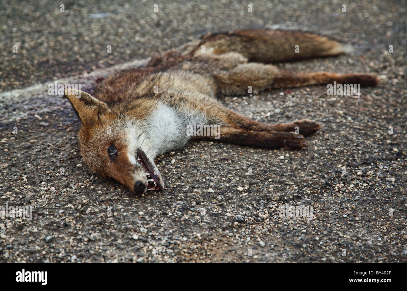 dead fox body on the street Stock Photo