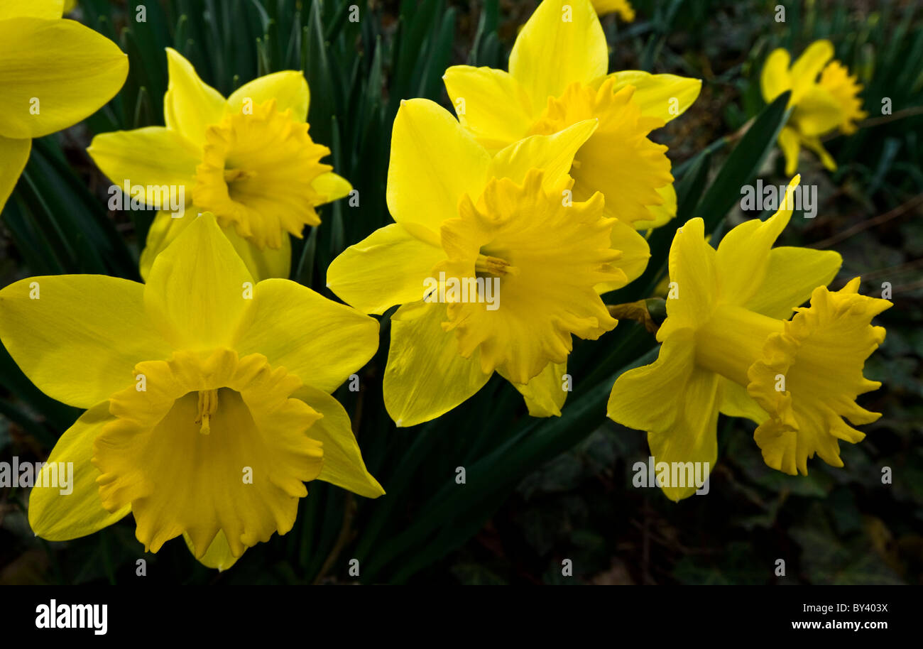 Spring Daffodil close up, Narcissus, daffodil garden, New Jersey, USA