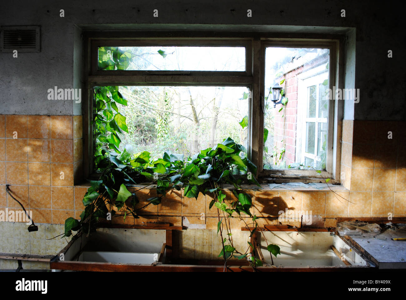 Vines creeping through a broken window Stock Photo - Alamy