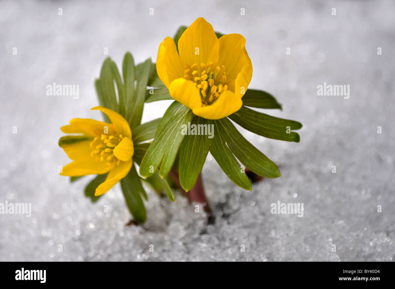 Winterlinge blühend mit Schnee im Garten, Winterling (Eranthis hyemalis), Winter Warmers blooming in the garden with snow, Stock Photo