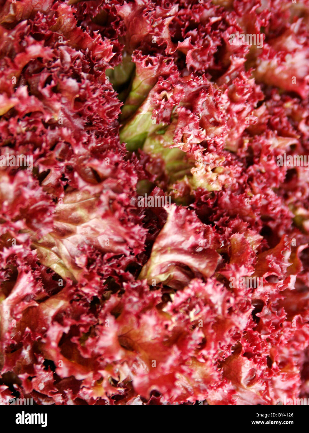 Fresh Lollo Rosso Lettuce Stock Photo