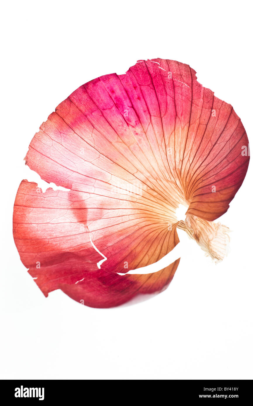 Onion skin hires stock photography and images Alamy