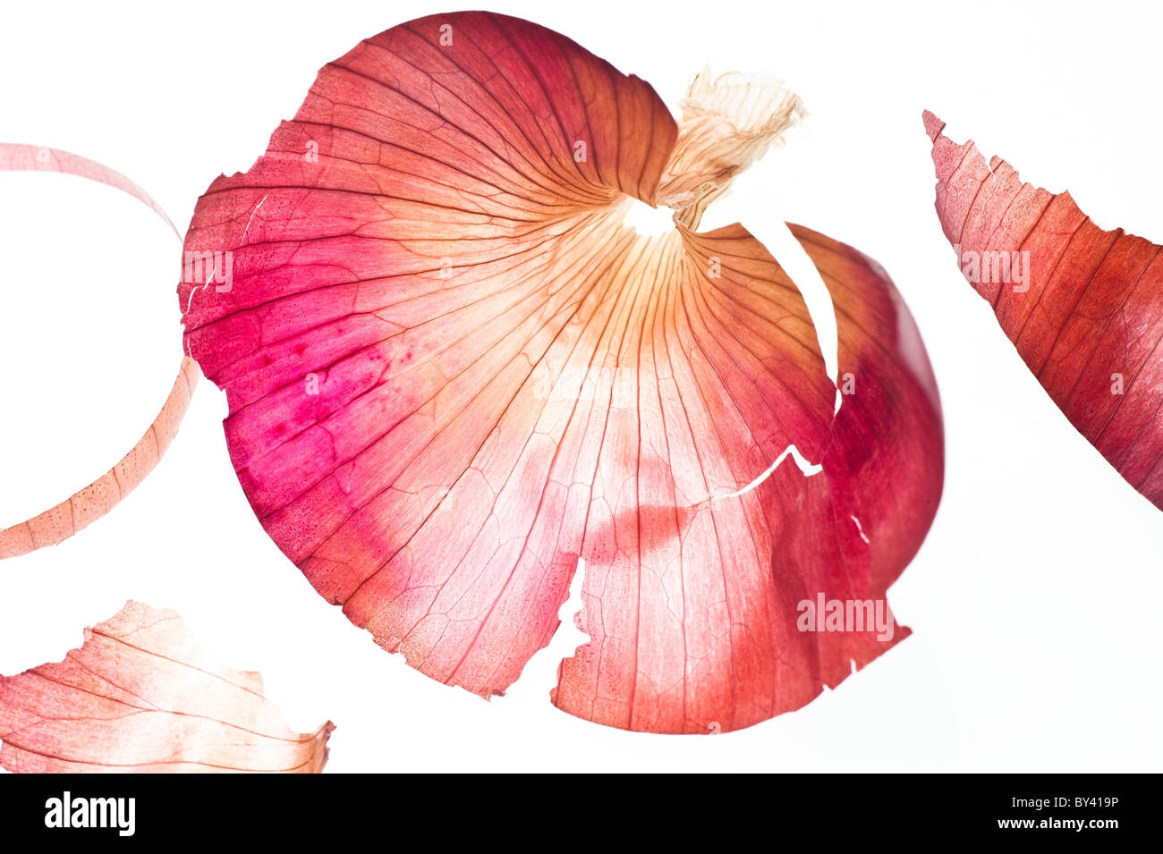 Onion skin hi-res stock photography and images - Alamy