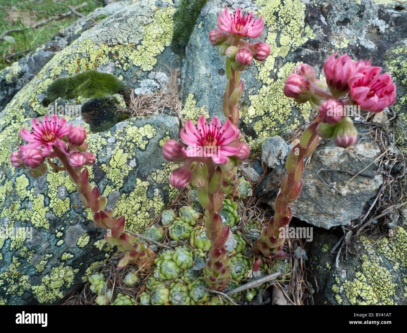 Cobwed Houseleek (Sempervivum arachnoideum), plant Stock Photo