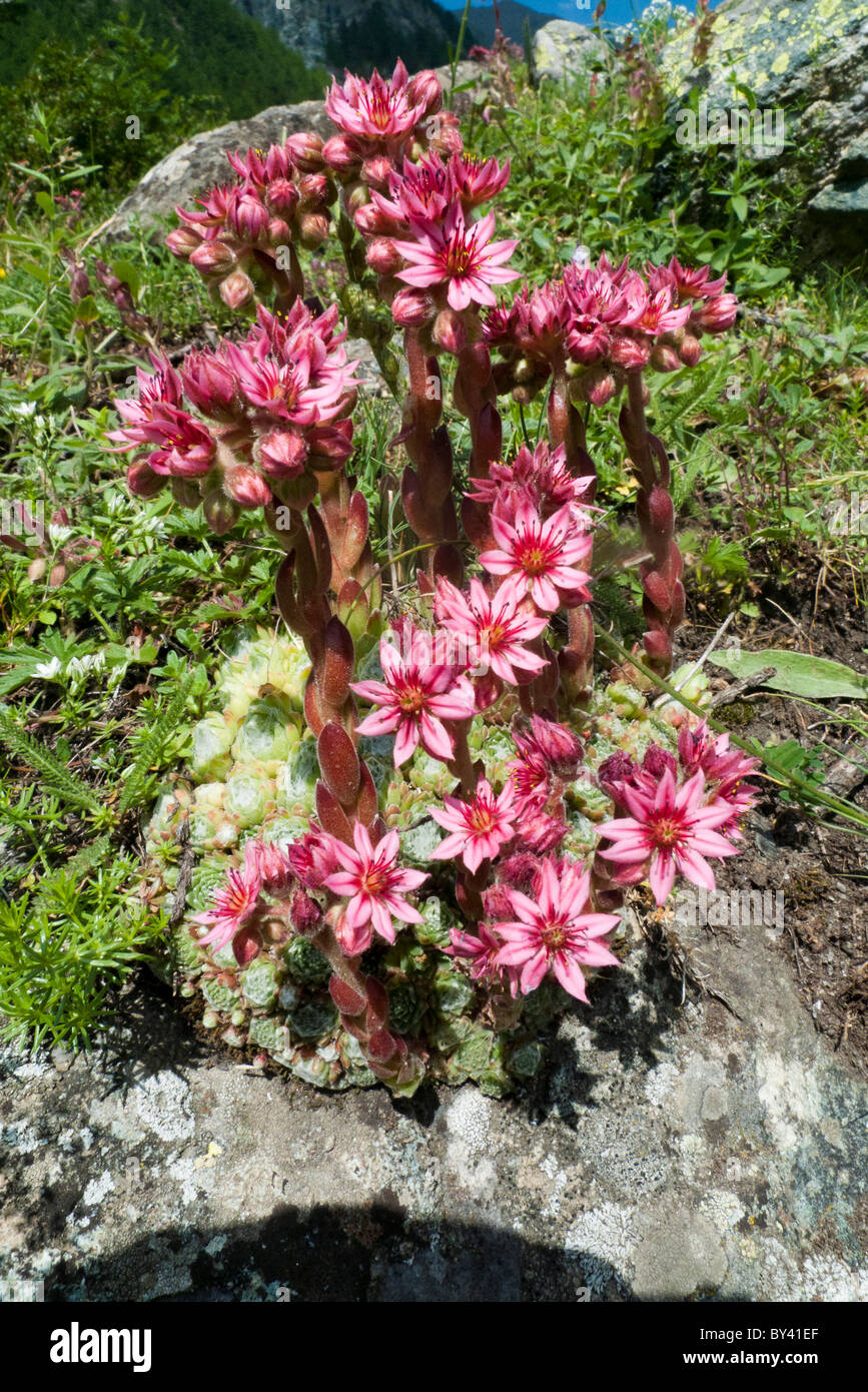 Cobwed Houseleek (Sempervivum arachnoideum), whole plant Stock Photo