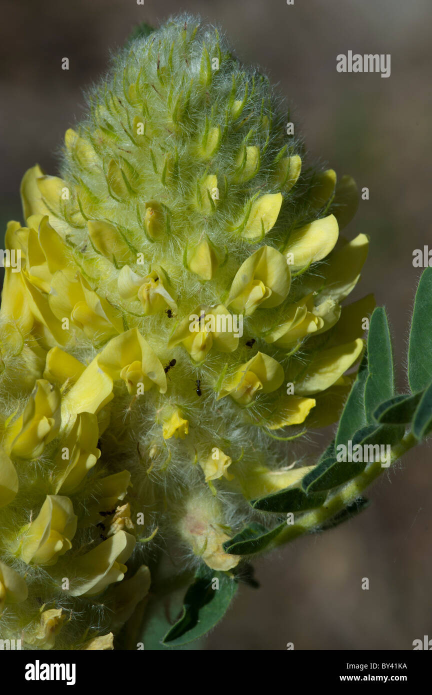 Astragalus centralpinus Stock Photo