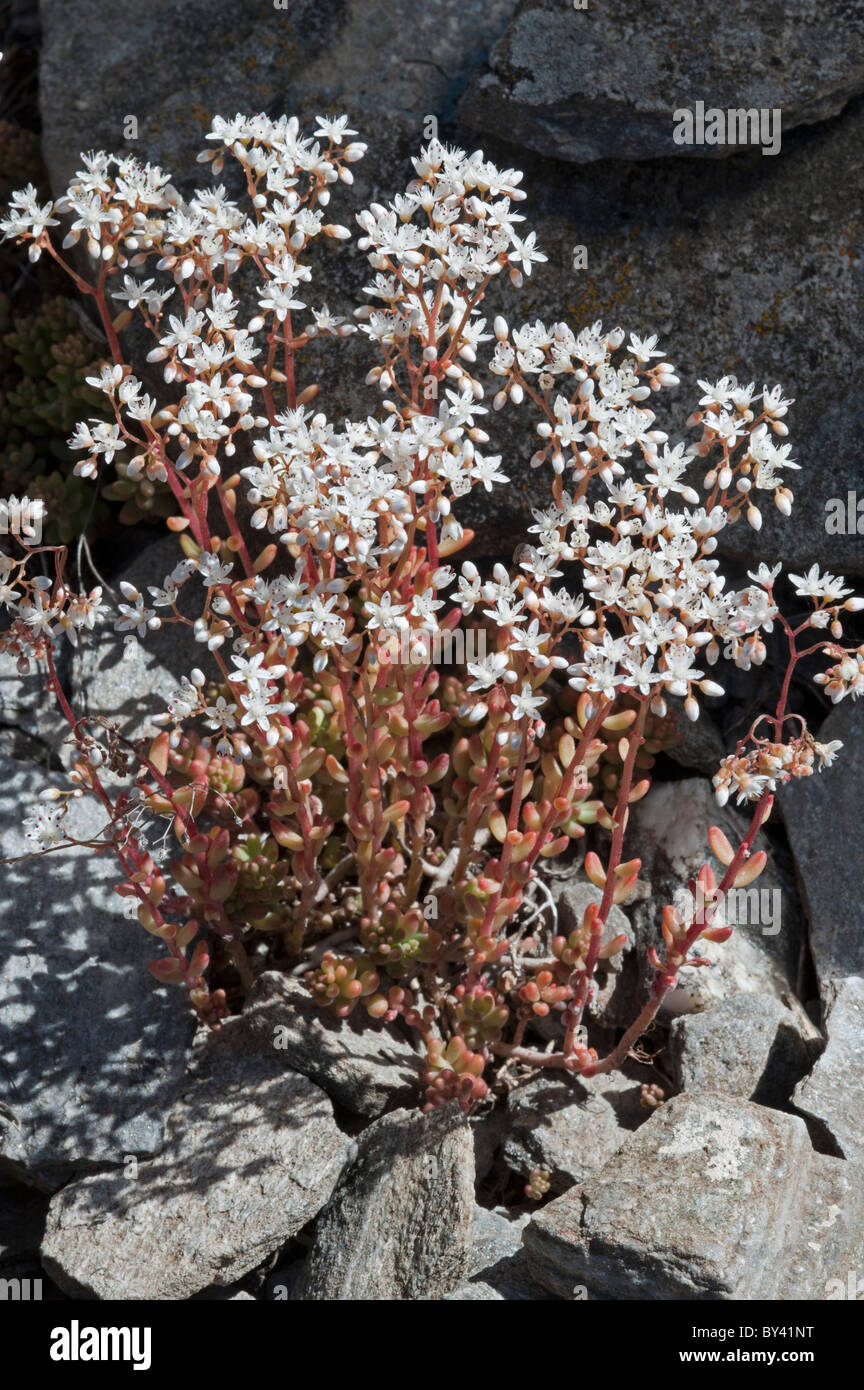 White Stonecrop (Sedum Album) Stock Photo