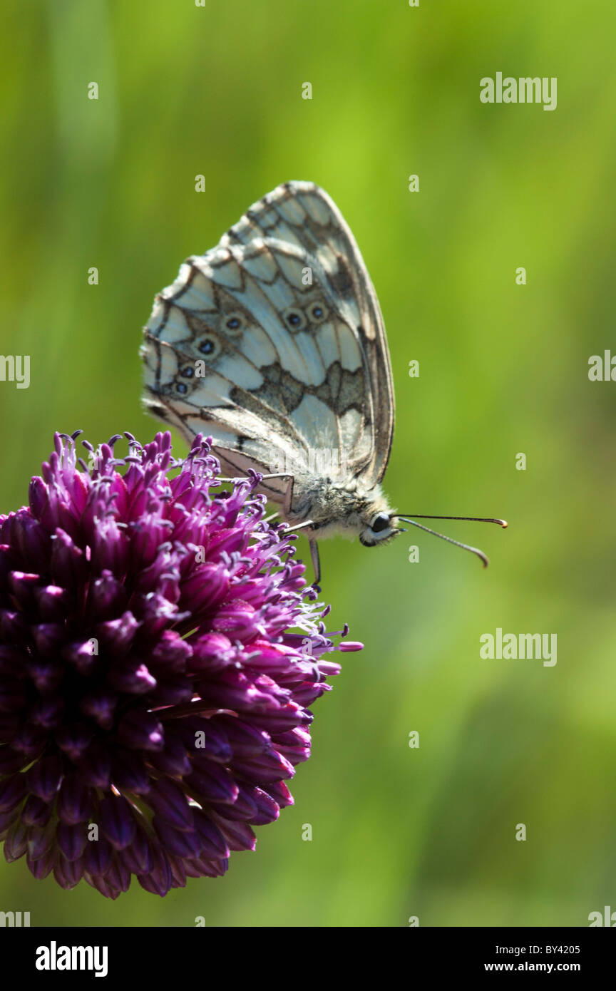 Marbled White butterfly (Melanargia galathea), male Stock Photo