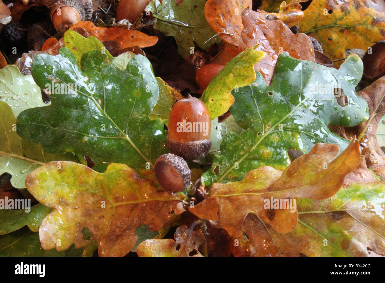 Sessile oak acorn and leaves on the woodland floor Stock Photo