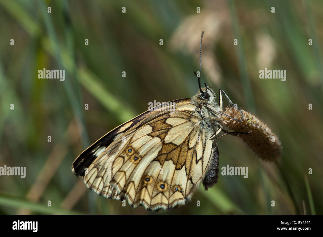 Marbled White butterfly (Melanargia galathea), female Stock Photo