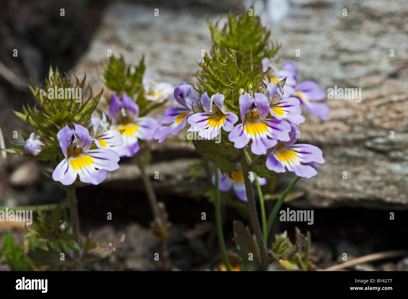 Alpine Eyebright (Euphrasia alpina) Stock Photo