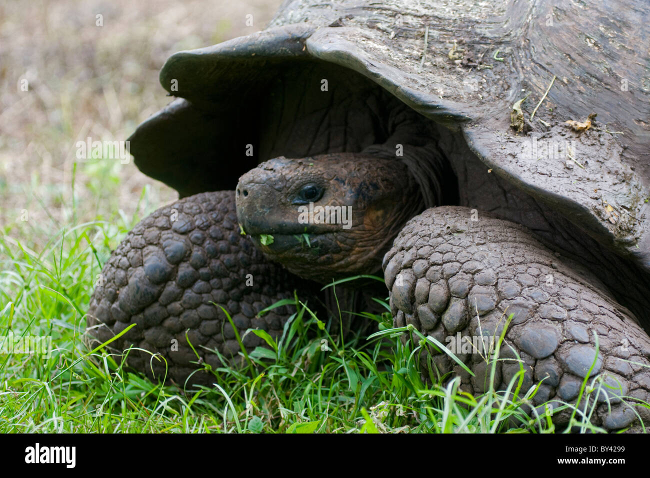 (Giant) Tortoise Geochelone elephantopus ssp. porteri Galapagos Island Santa Cruz Indefatigable Galapagosöarna Stock Photo
