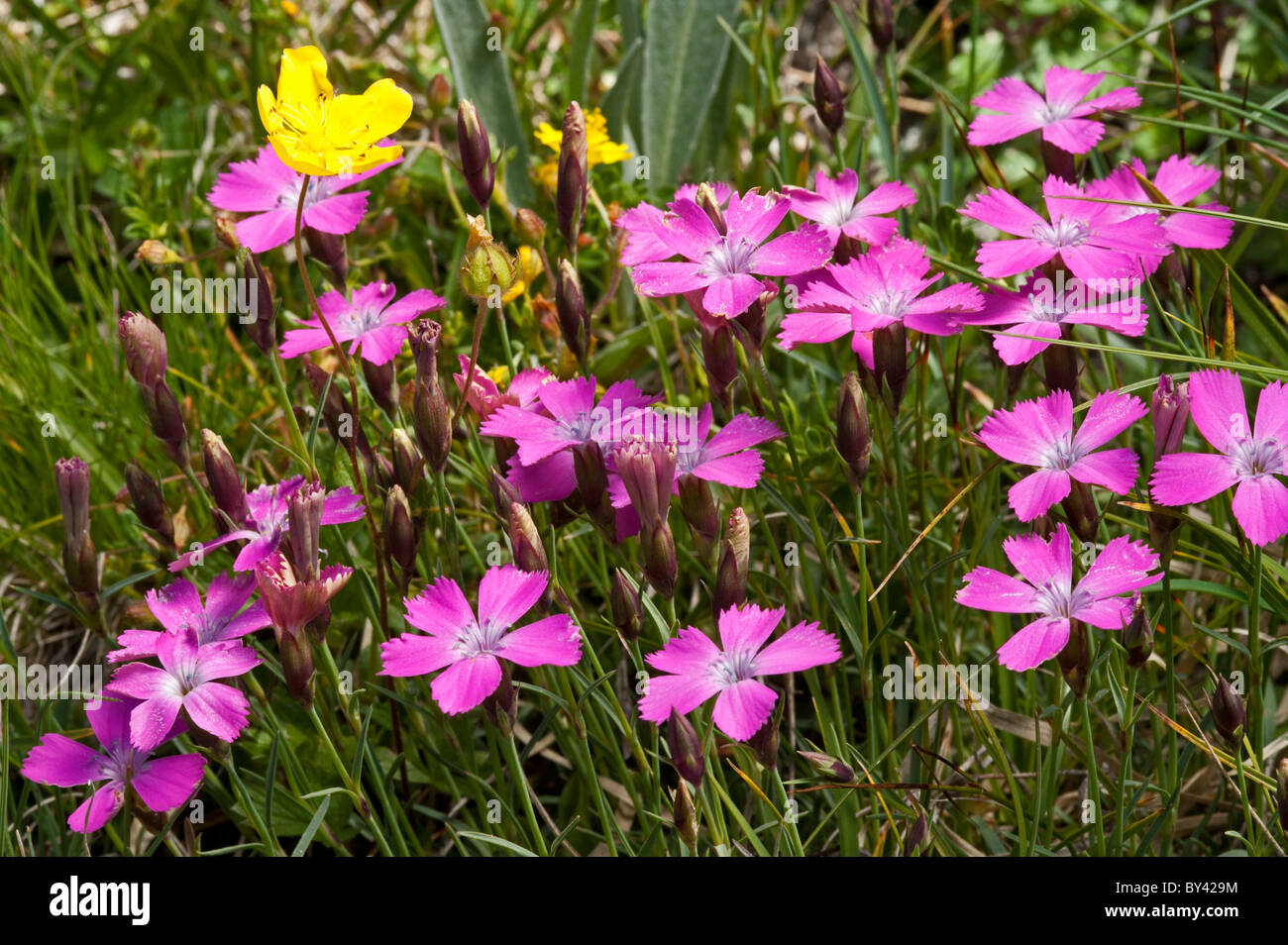 Three-veined Pink (Dianthus pavonius) Stock Photo