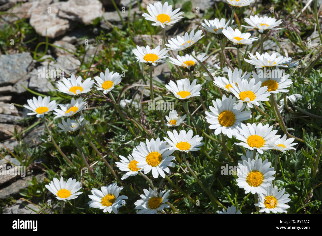 Alpine Moon Daisy (Leucanthempsis alpina) Stock Photo