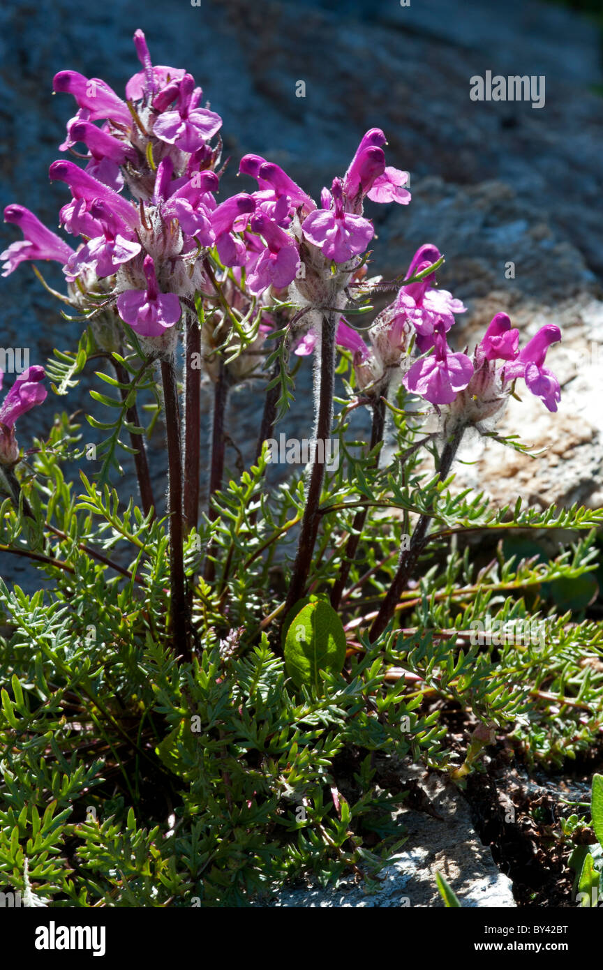 Fern-leaved Lousewort (Pedicularis asplenifolia) Stock Photo