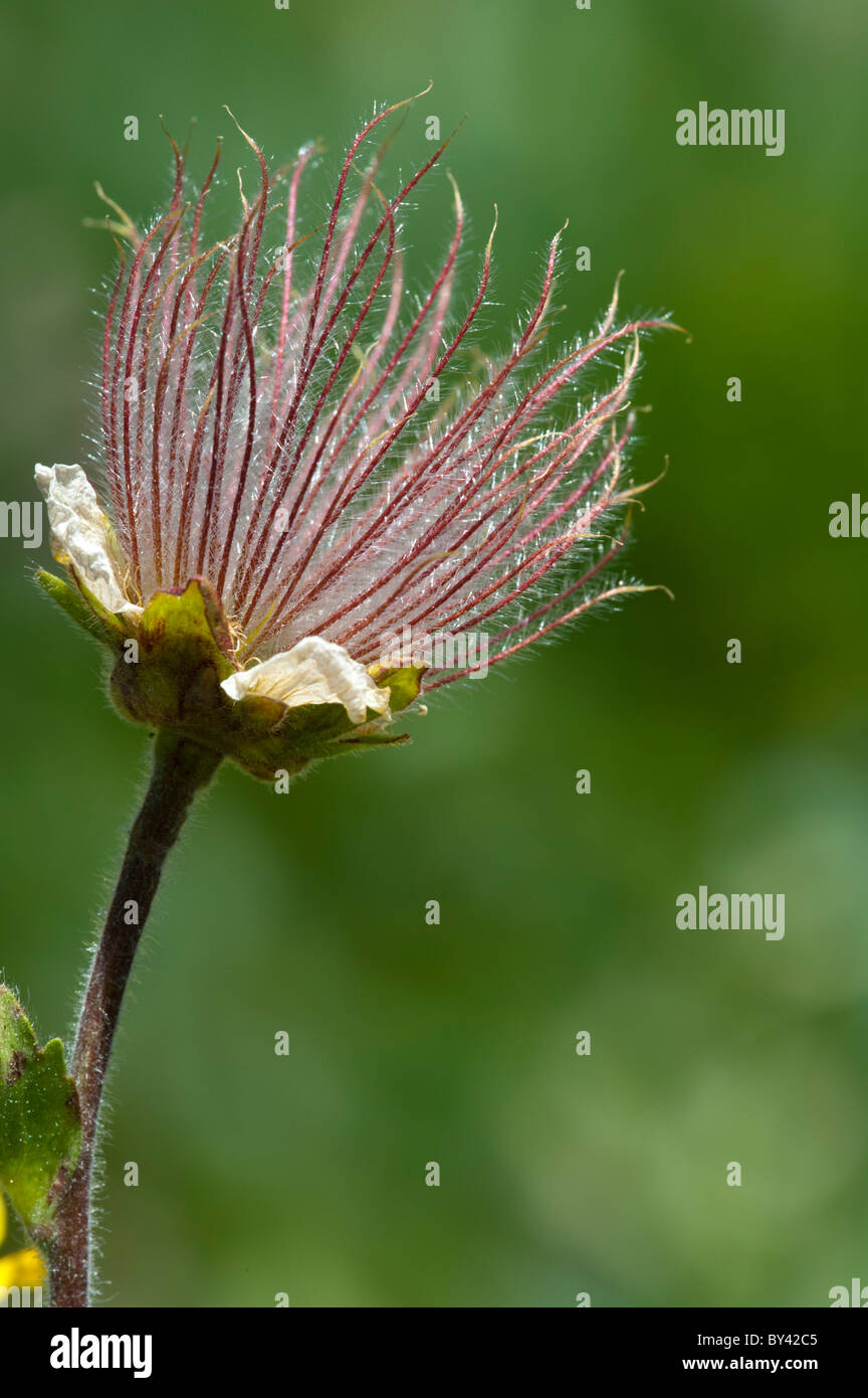 Alpine Aven (Geum montanum), seed head Stock Photo