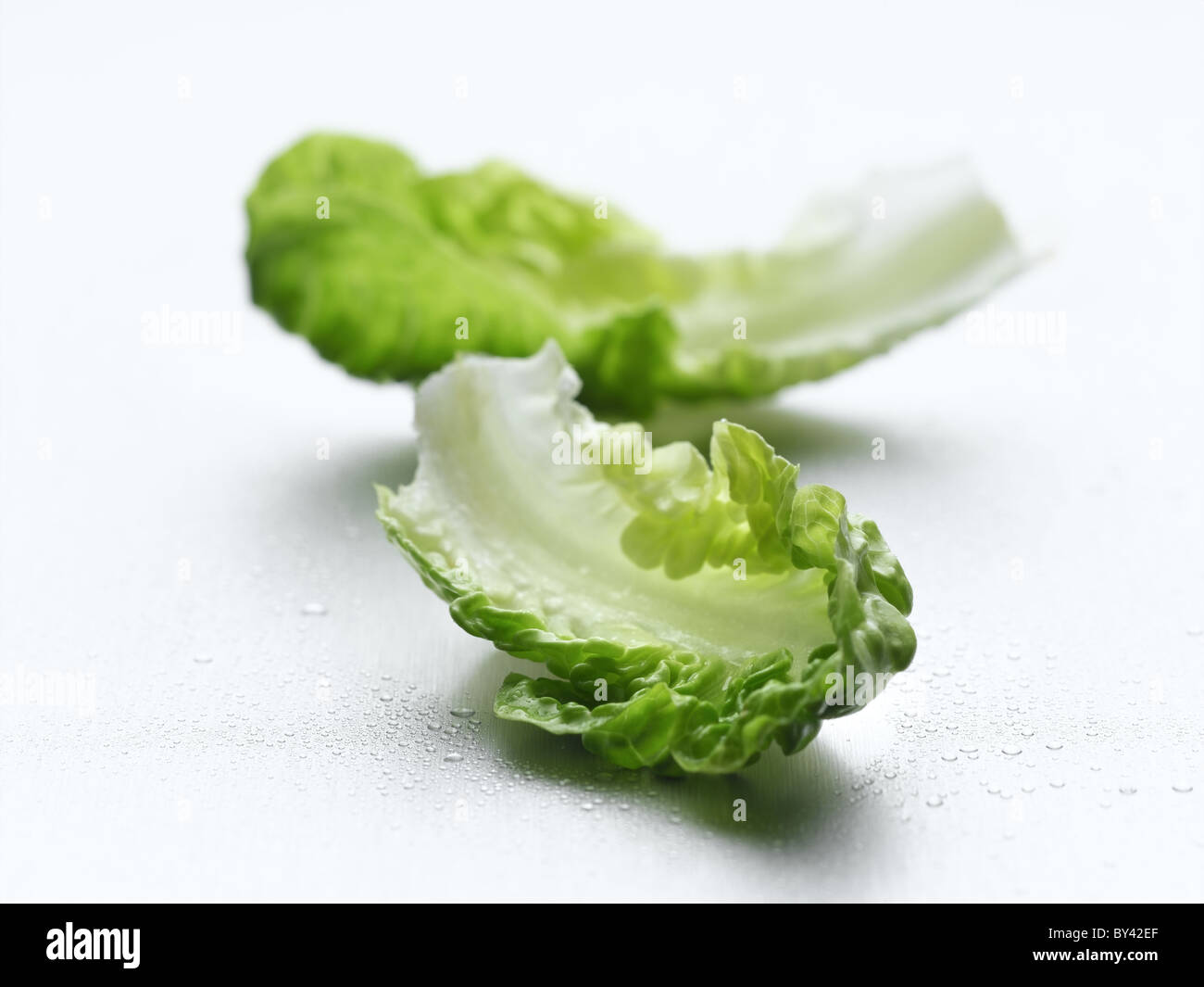 Cos Lettuce Stock Photo