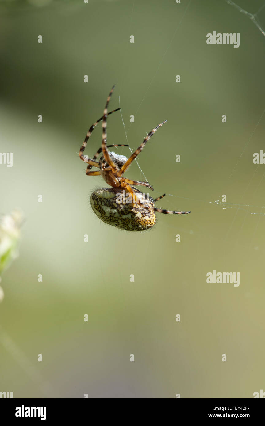 Oak Spider (Aculeperia ceropegia), female Stock Photo