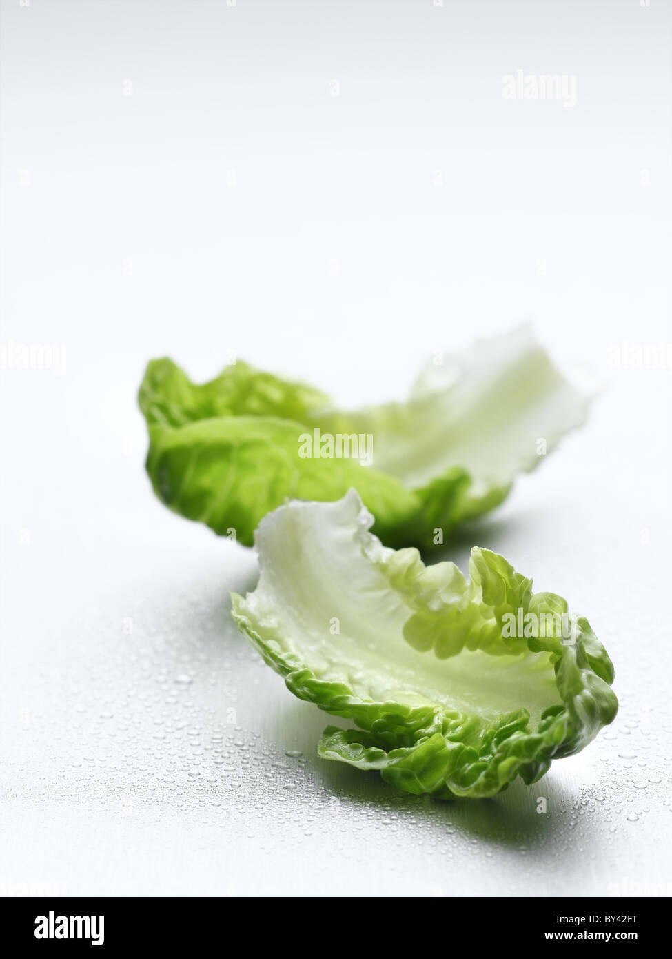 Cos Lettuce Stock Photo