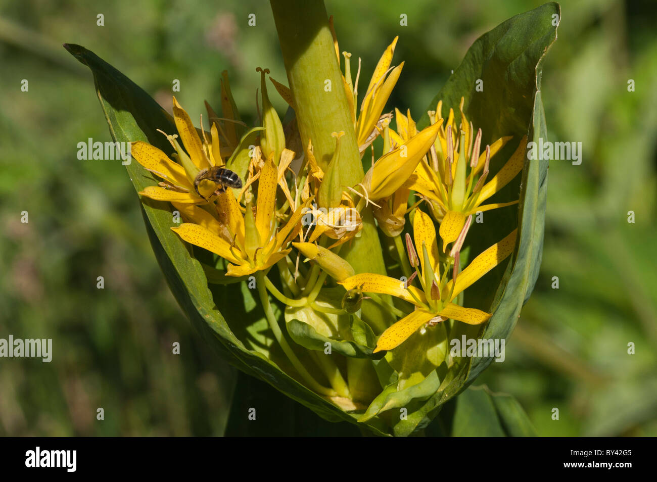 Yellow Gentian (Gentiana lutea ssp. lutea), flower head with bug Stock Photo