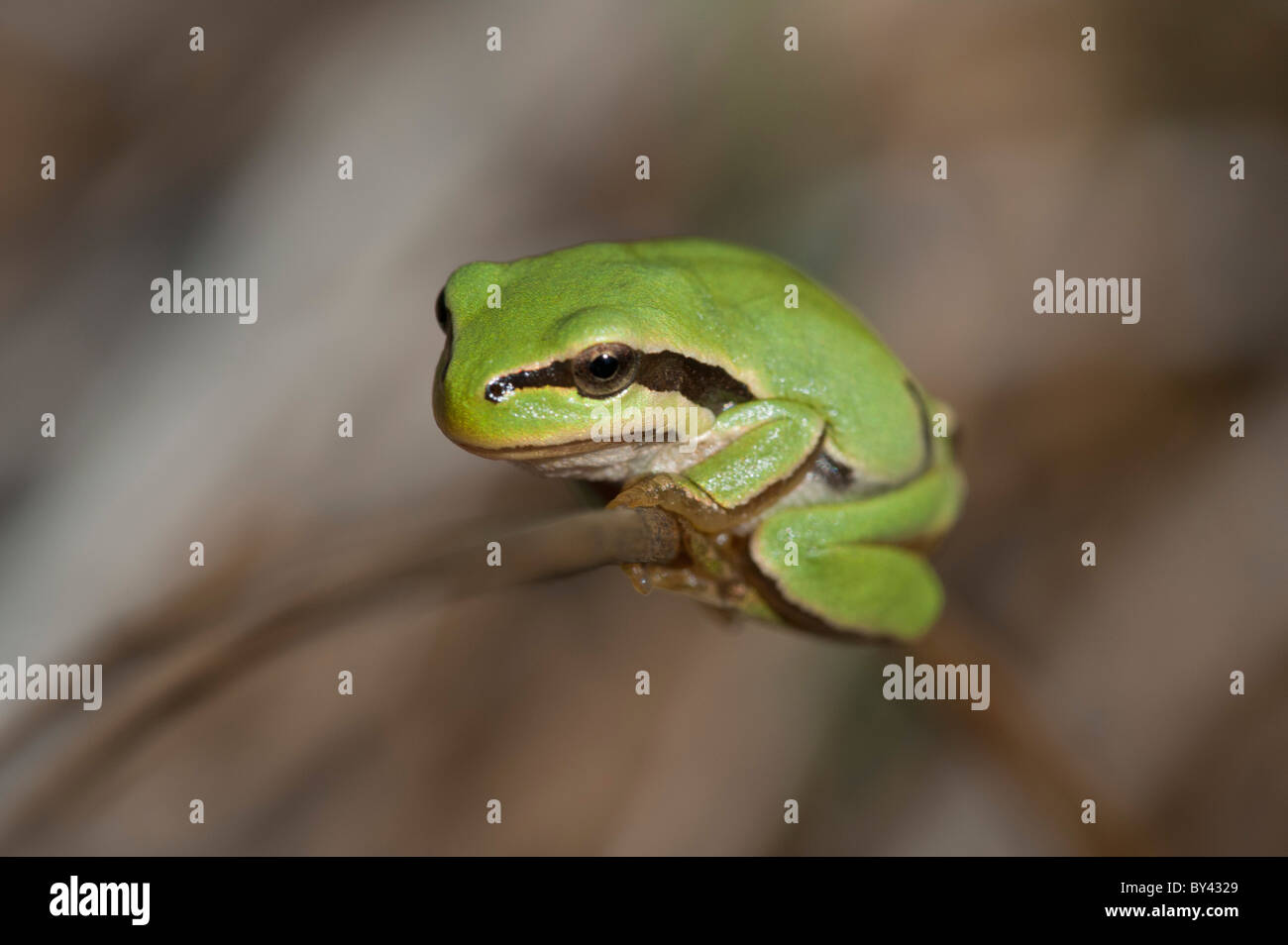Common Tree Frog (Hyla arborea Stock Photo Alamy