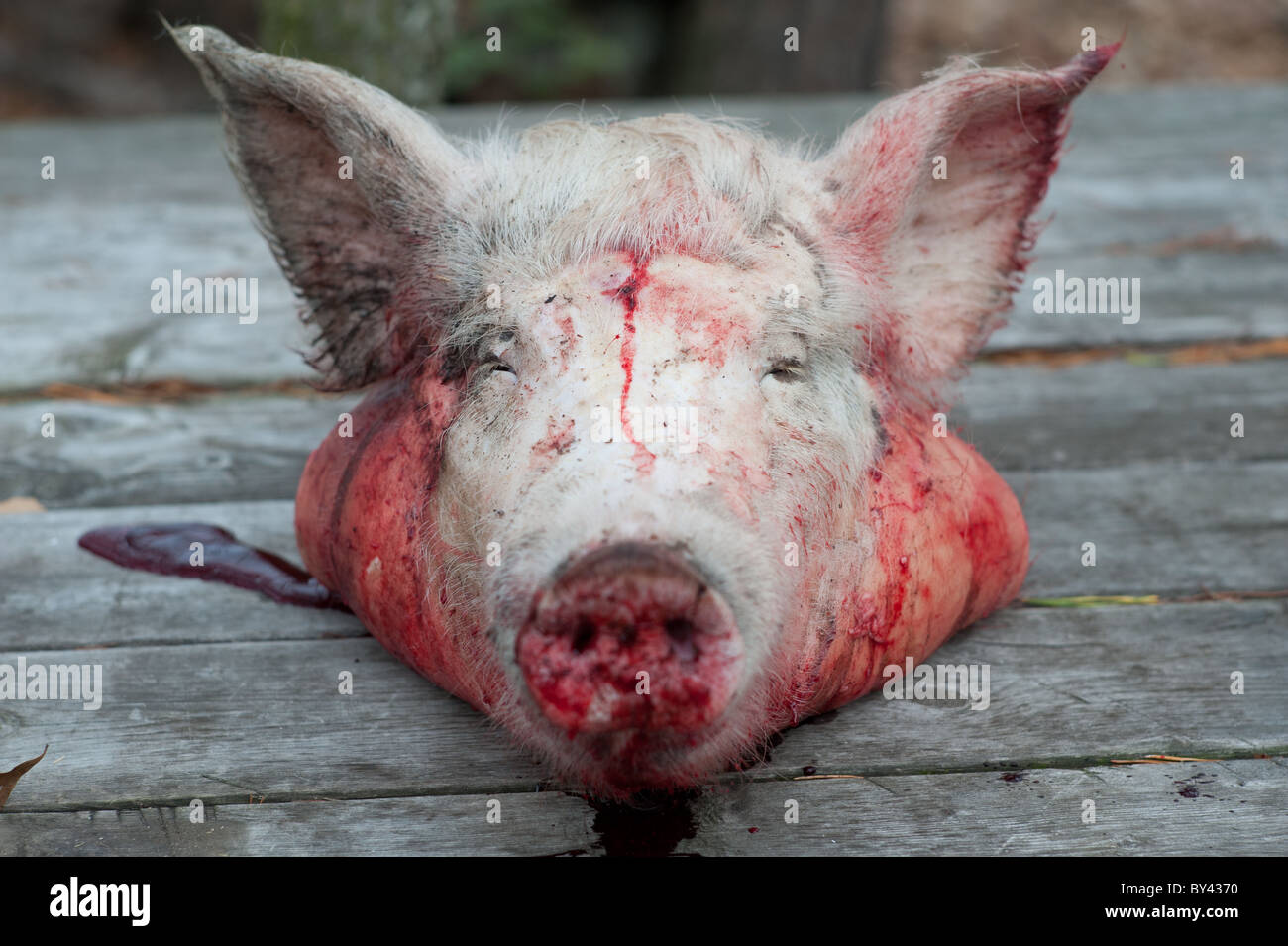 Bloody decapitated head of a pig Stock Photo