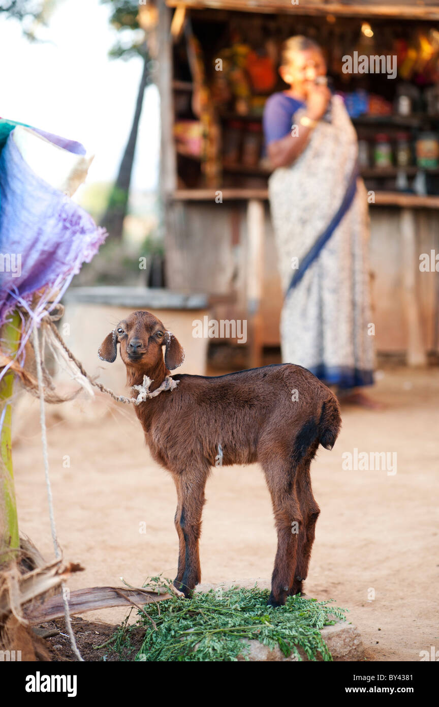 Indian kid goat in a rural indian village. Andhra Pradesh, India Stock  Photo - Alamy