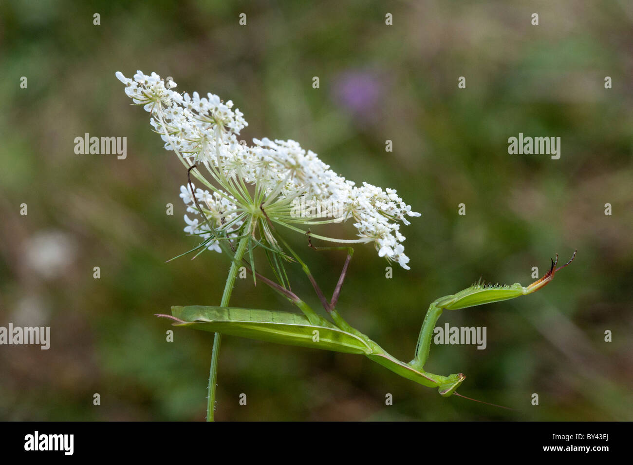 Praying Mantis (Mantis religiosa) Stock Photo