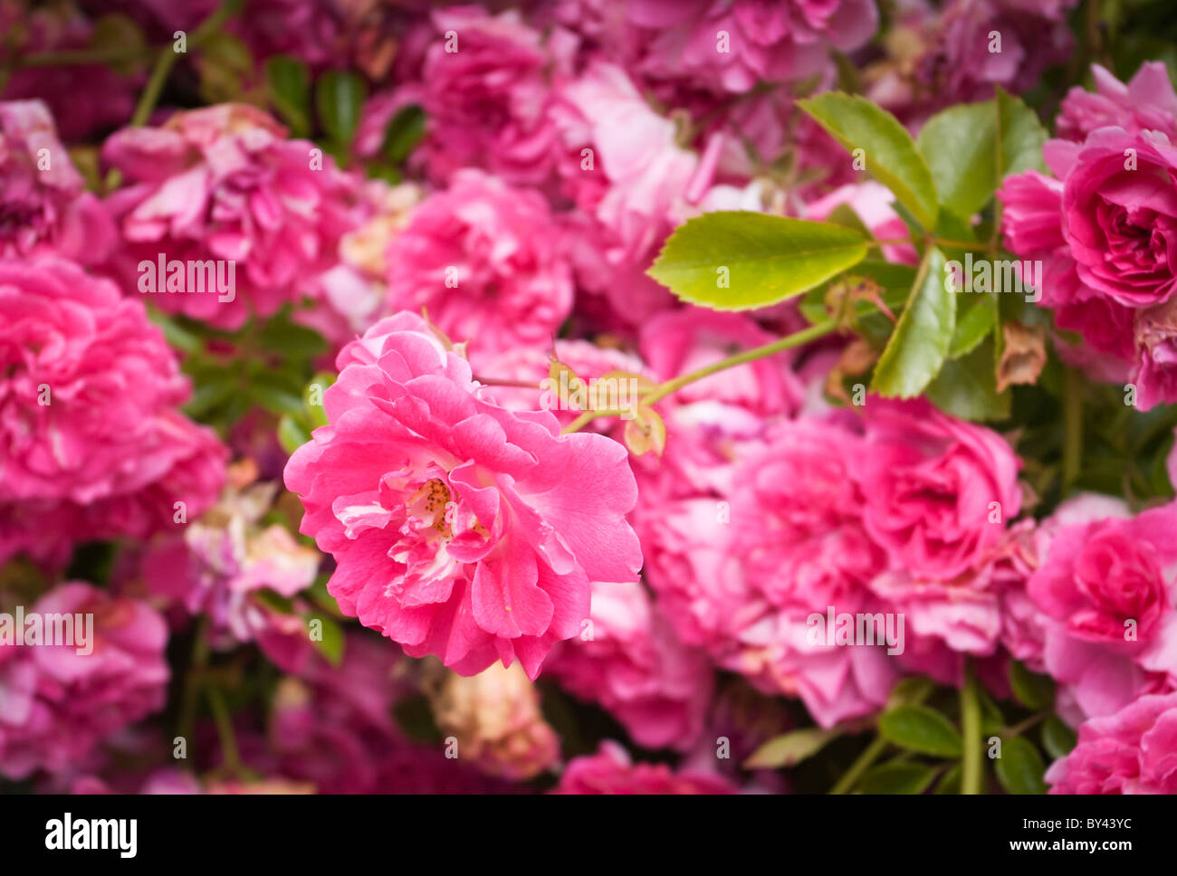 Pink Roses in Bloom in an English Garden Stock Photo Alamy