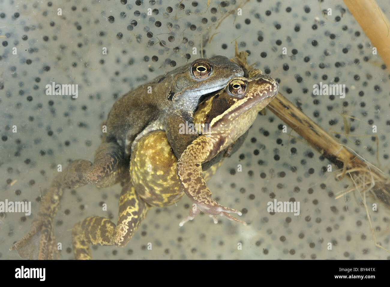 Common frog (Rana temporaria) pair mating under water amongst clusters of eggs Stock Photo