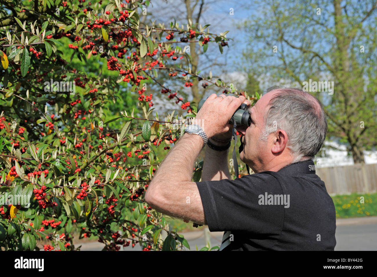 Close up of bird watcher watching birds with binoculars Stock Photo