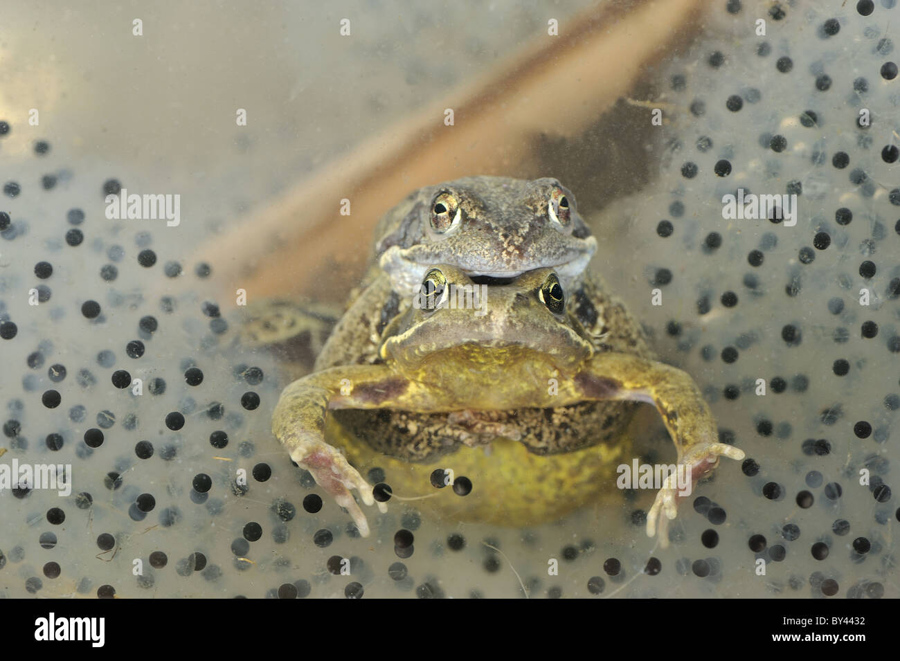 Common frog (Rana temporaria) pair mating under water amongst clusters