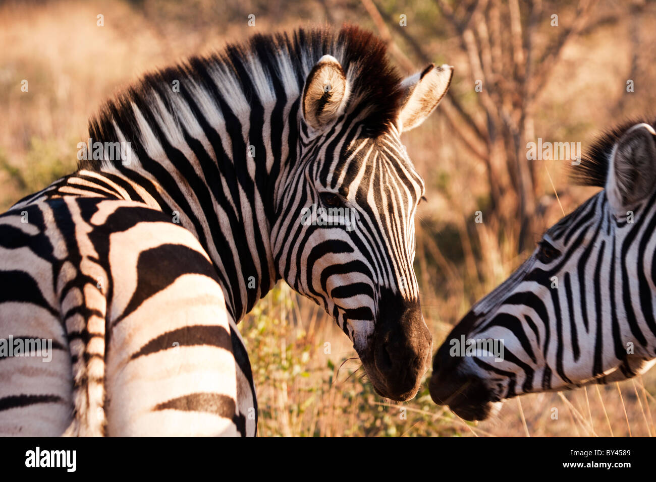 Touching noses animals hi-res stock photography and images - Alamy