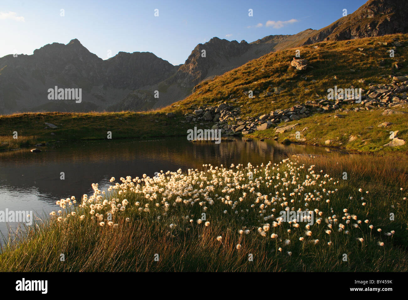 Cotton grass by the lake in Niedere Tauern, Austria Stock Photo