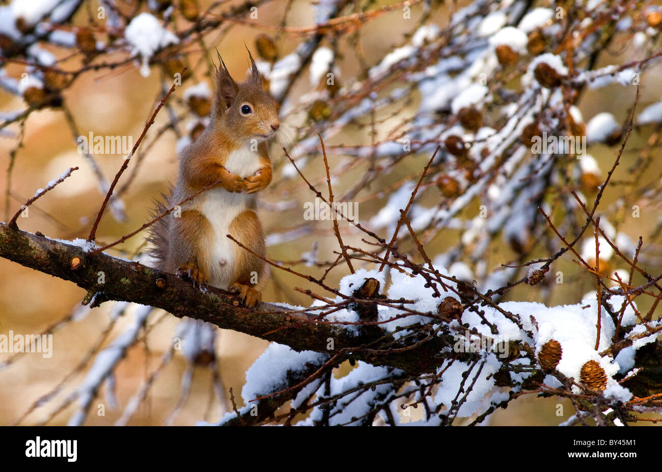 red squirrel(sciurus vulgaris) in larch tree,Ireland,during the winter Stock Photo