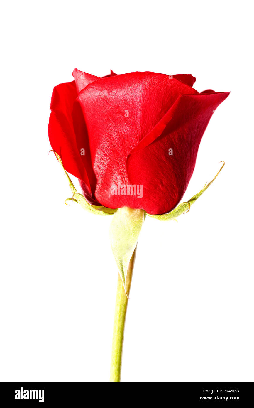 red rose isolated on white background close up Stock Photo - Alamy