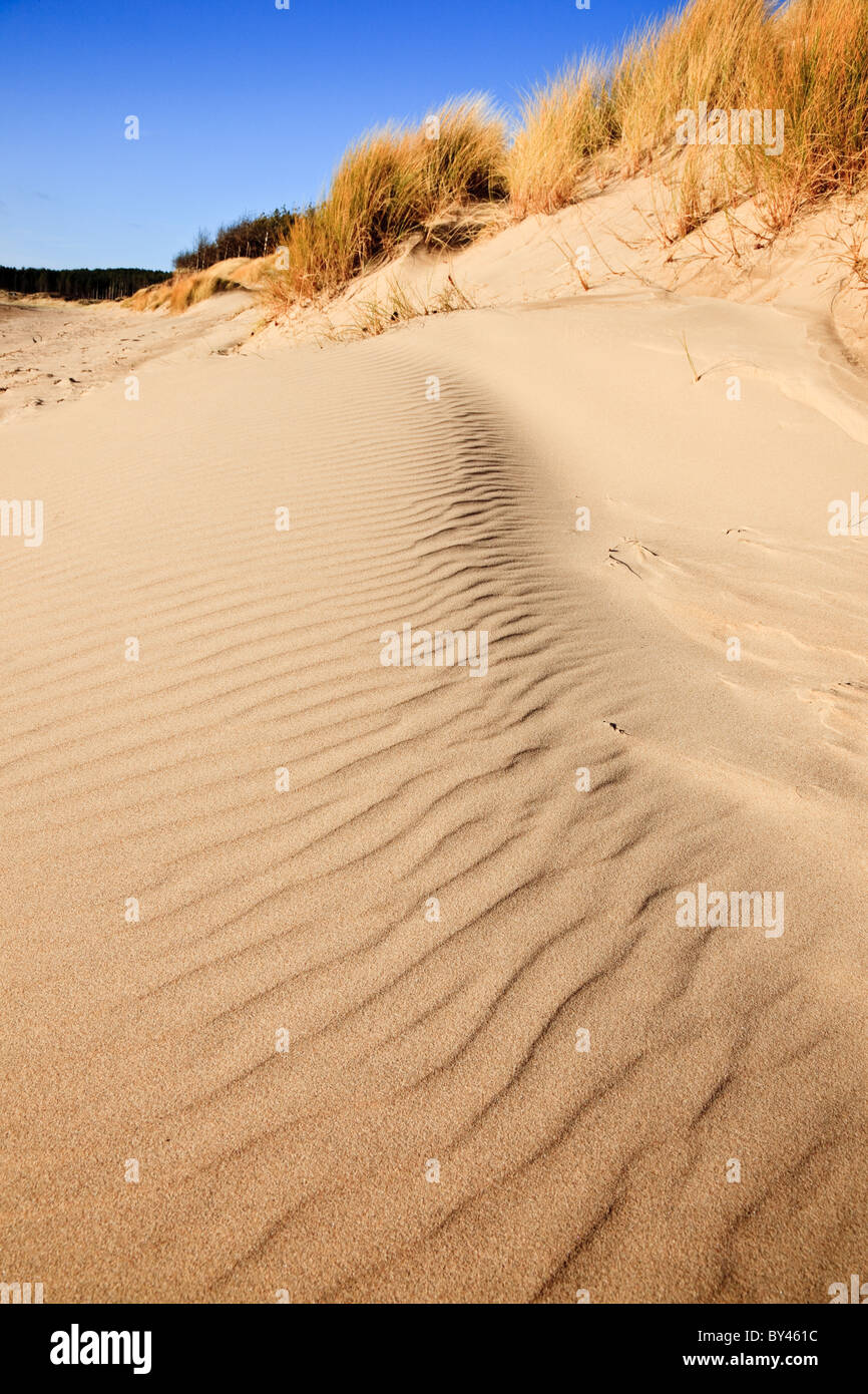 Coastal erosion of the sand dunes on Llanddwyn beach. Newborough, Isle of Anglesey, North Wales, UK. Stock Photo