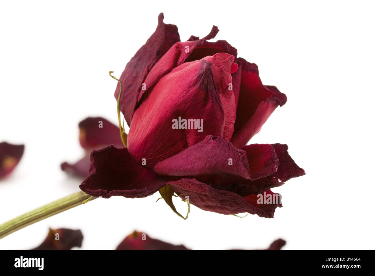 red dead rose, concept of lost love Stock Photo Alamy