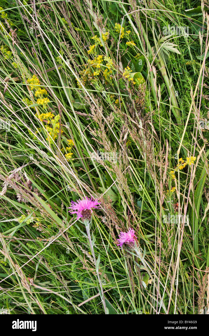 New-mown hay, North Meadow National Nature Reserve. Greater knapweed and ladies bedstraw in flower Stock Photo