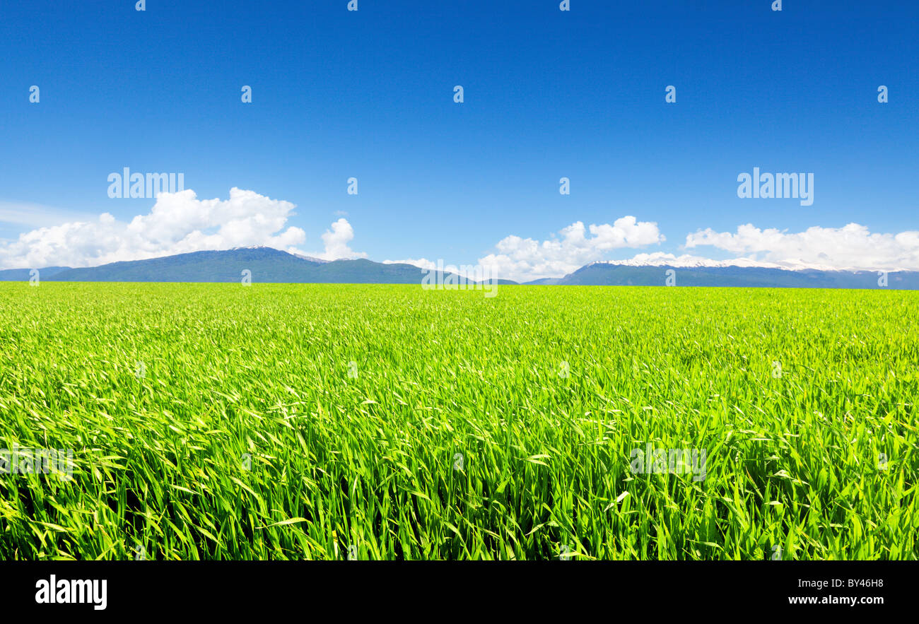 Green field under blue cloudy sky Stock Photo - Alamy