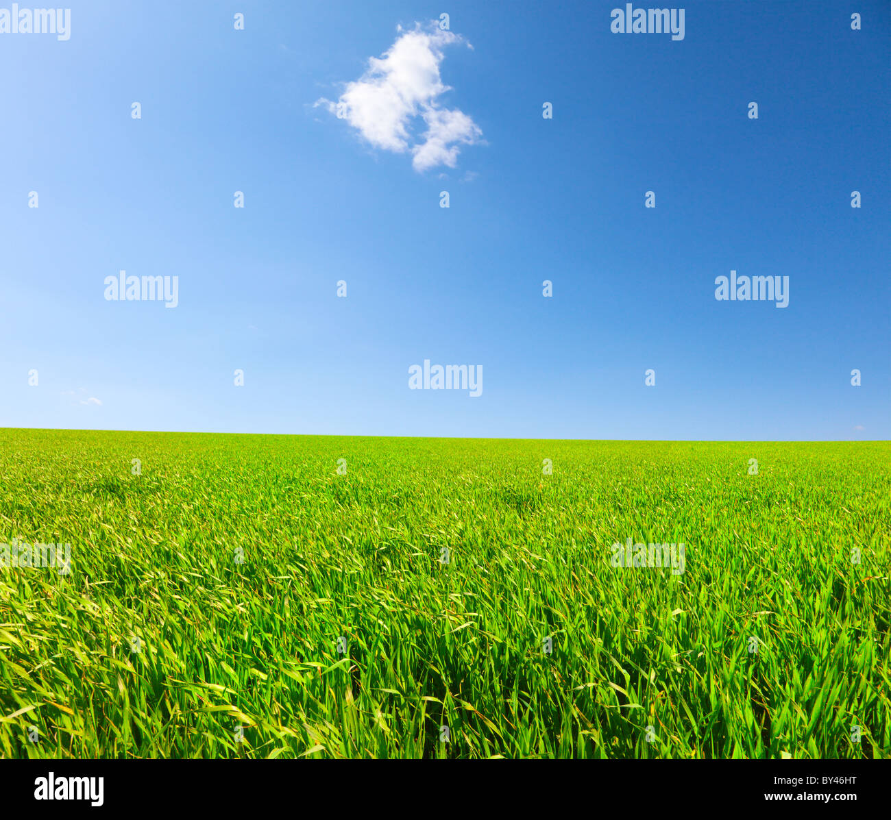 Green field under blue cloudy sky Stock Photo - Alamy
