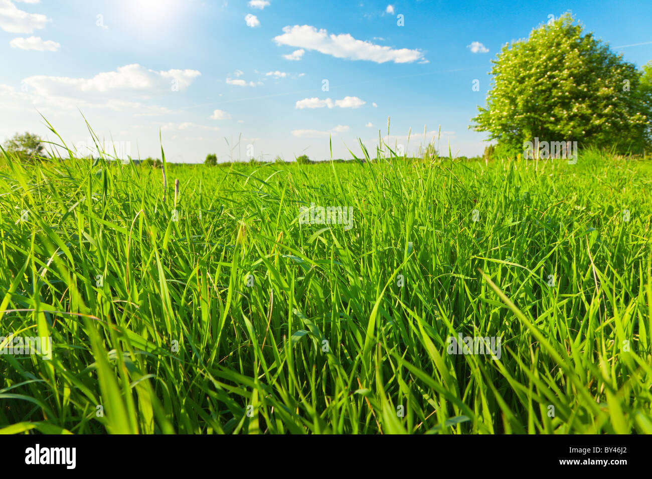 Green field under blue cloudy sky Stock Photo - Alamy