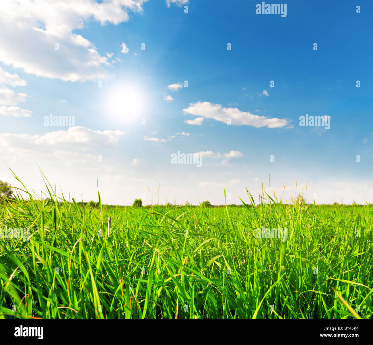Green field under blue cloudy sky Stock Photo