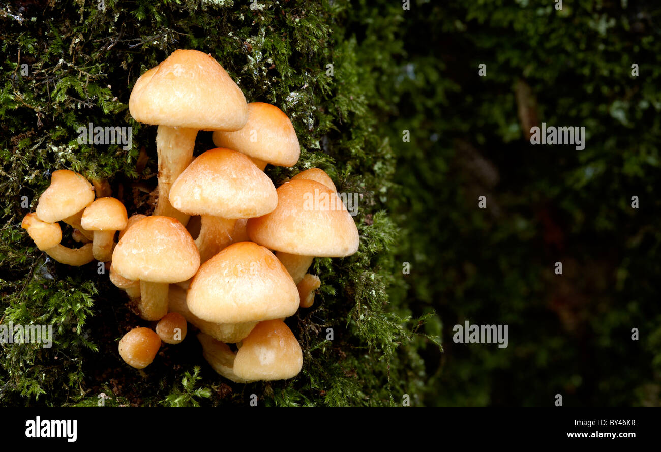 Sulphur sulfur tuft toadstools on mossy stump Stock Photo