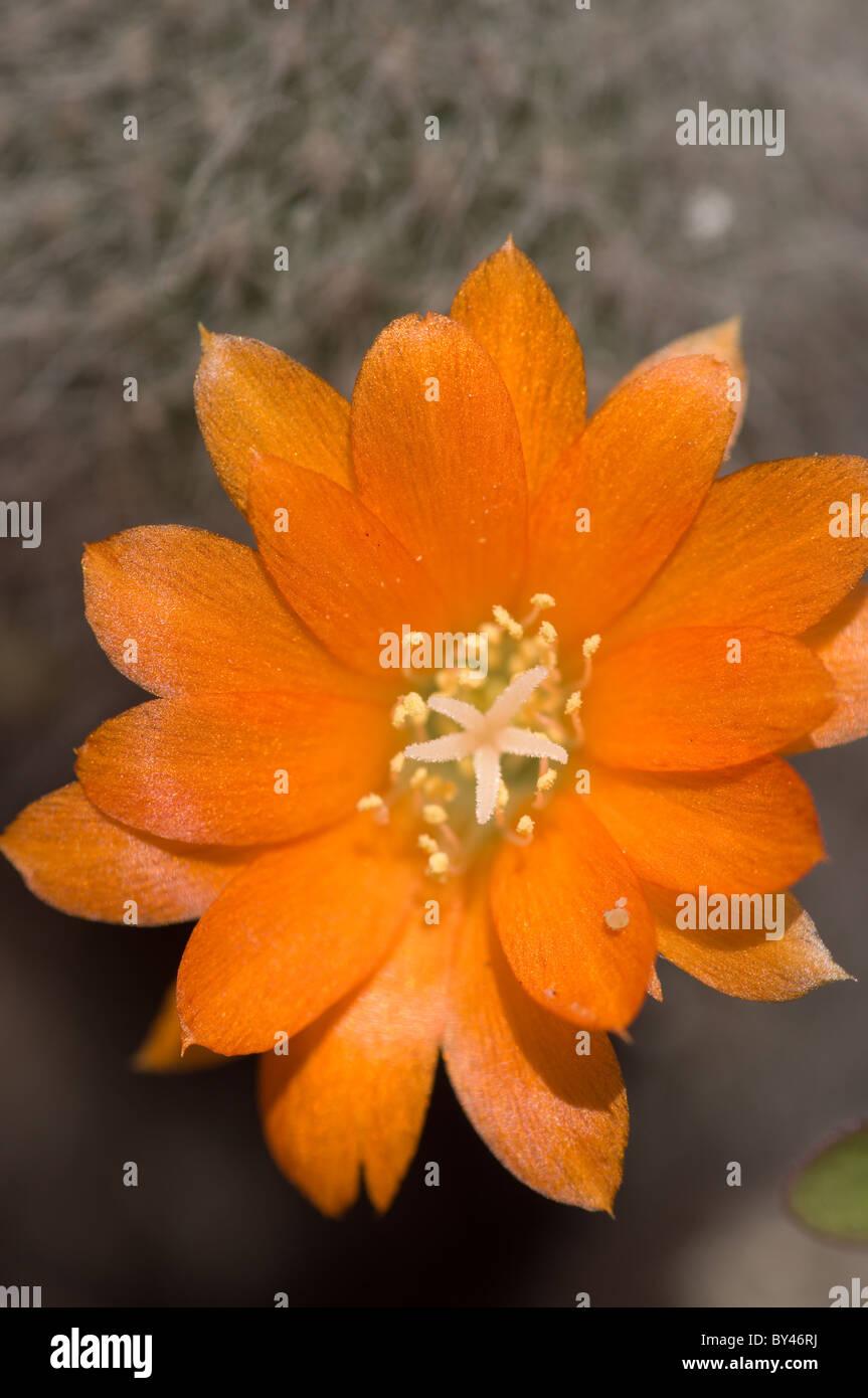 Catus (Rebutia fiebrigii) flower Stock Photo