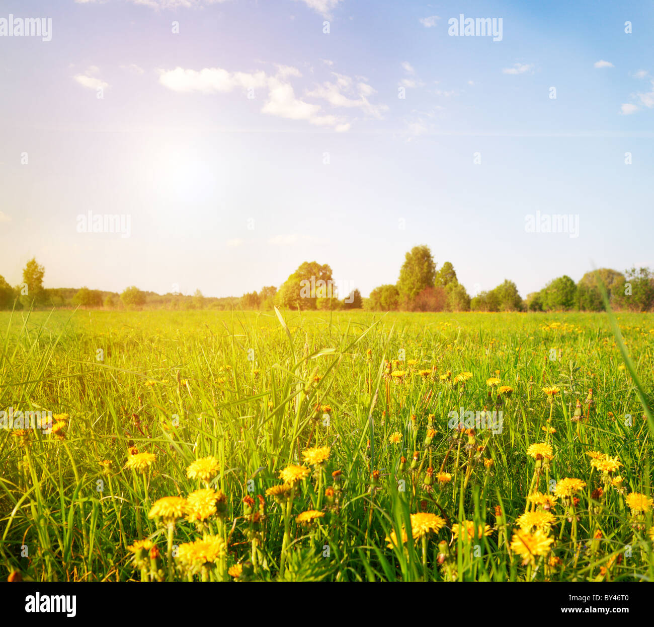 Green field with flowers under blue cloudy sky Stock Photo - Alamy