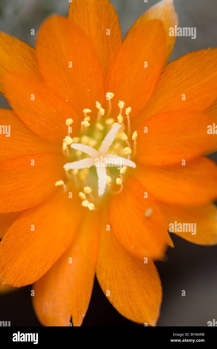 Catus (Rebutia fiebrigii) flower Stock Photo