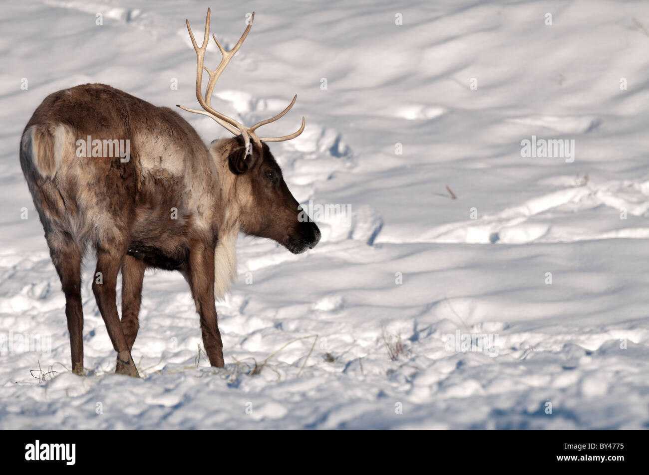 Caribou/reindeer (Rangifer tarandus) Stock Photo